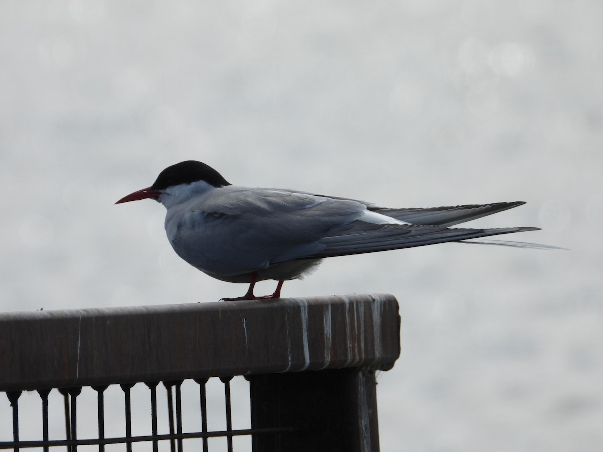 Arctic Tern - ML637487871