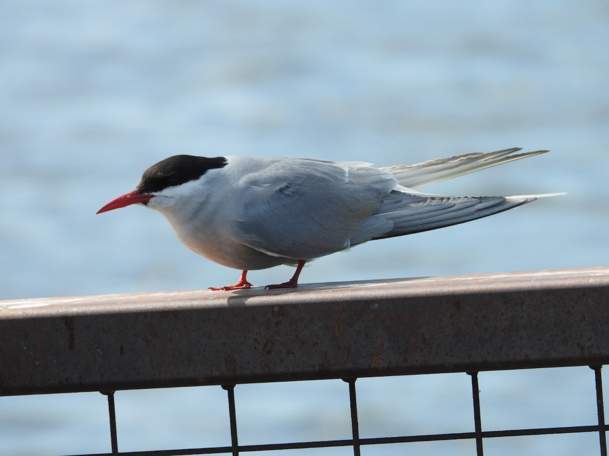 Arctic Tern - ML637487873