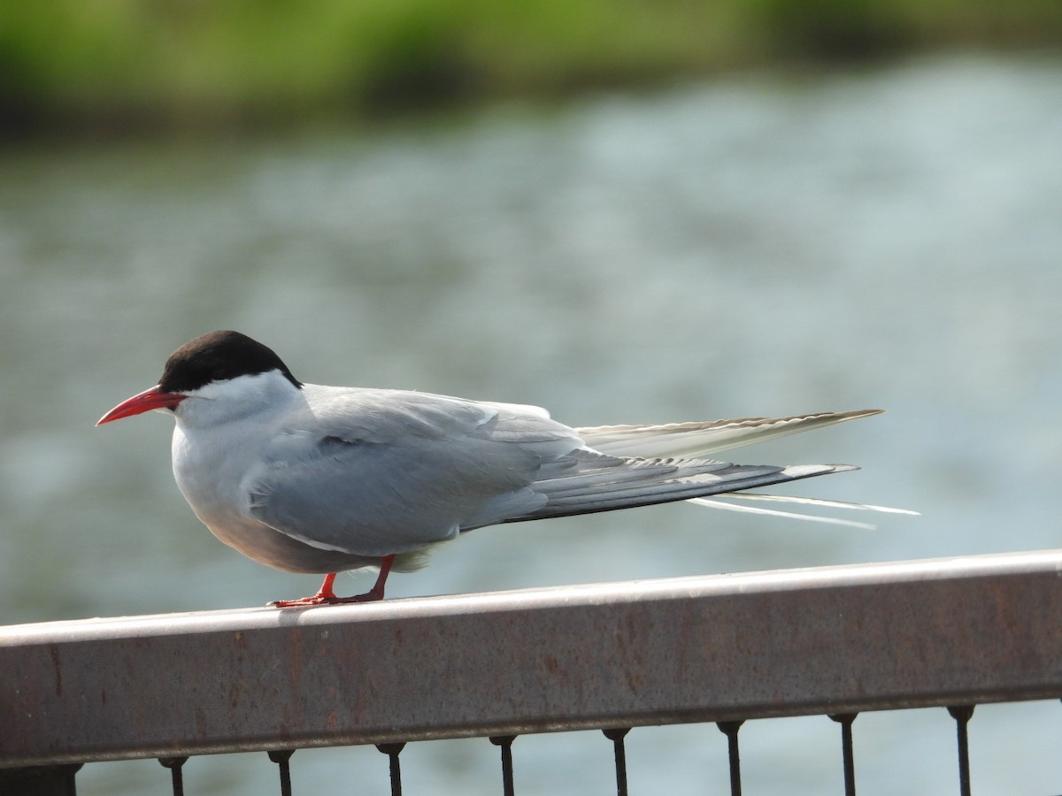 Arctic Tern - ML637487876