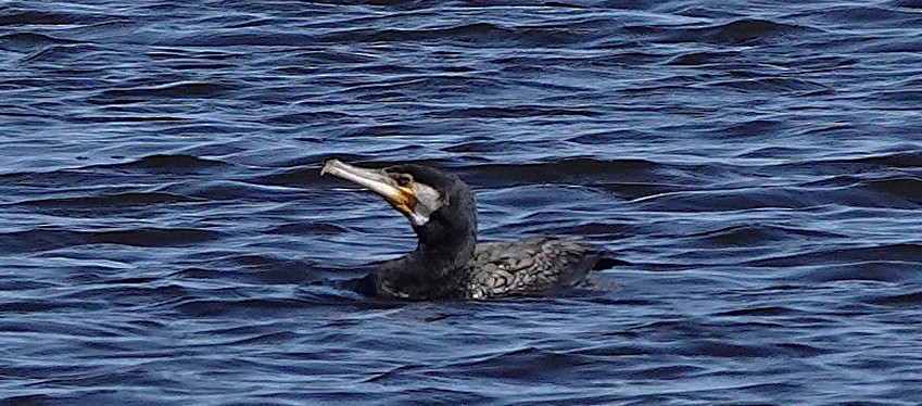 Great Cormorant - ML637487877