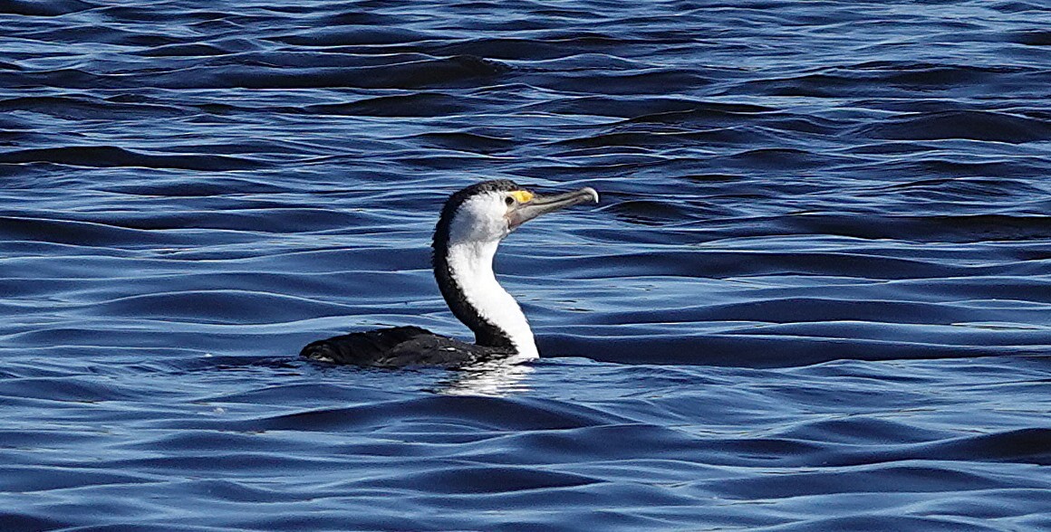 Pied Cormorant - ML637487885