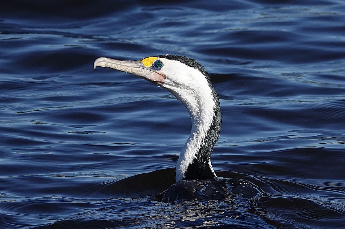 Pied Cormorant - ML637487886