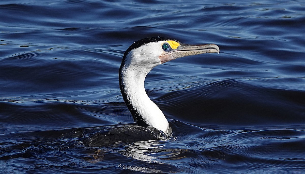 Pied Cormorant - ML637487887