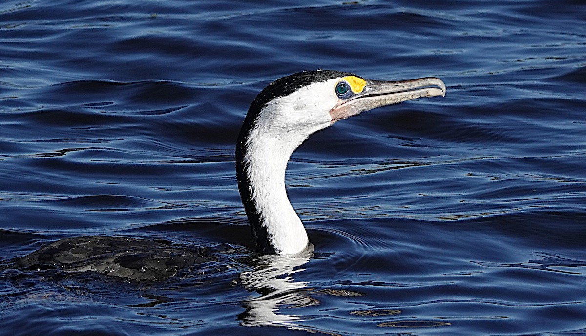 Pied Cormorant - ML637487889