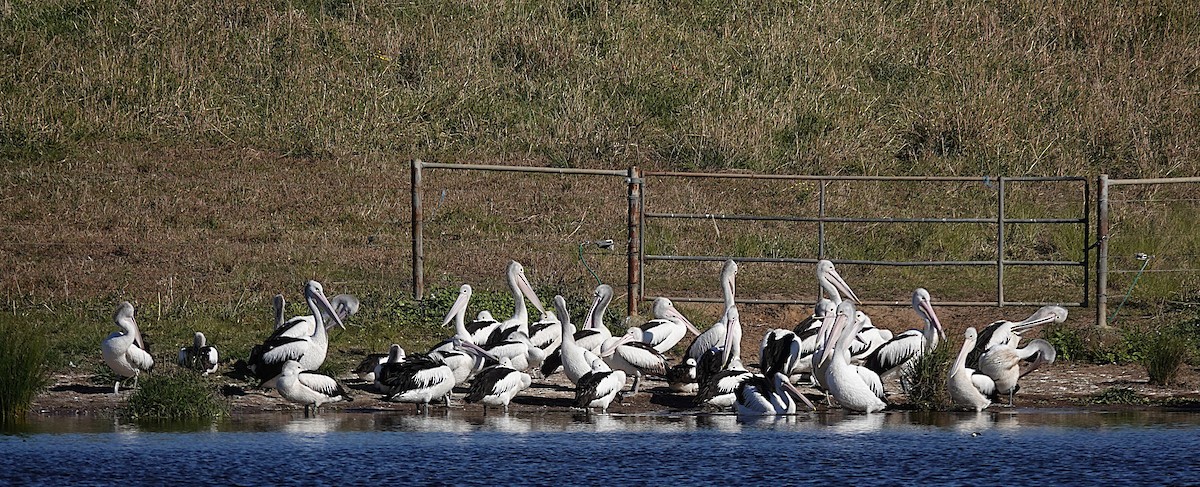 Australian Pelican - ML637487890