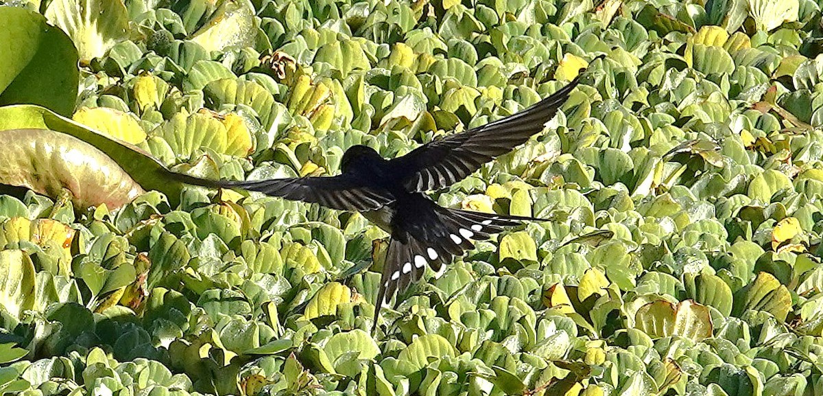Welcome Swallow - ML637487896