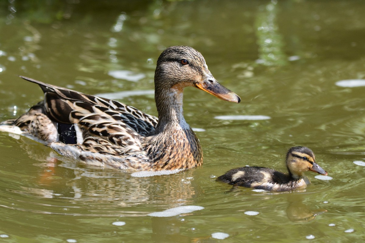 Canard colvert - ML637487972