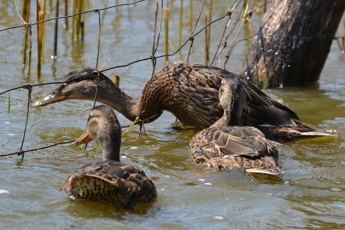 Canard colvert - ML637487974