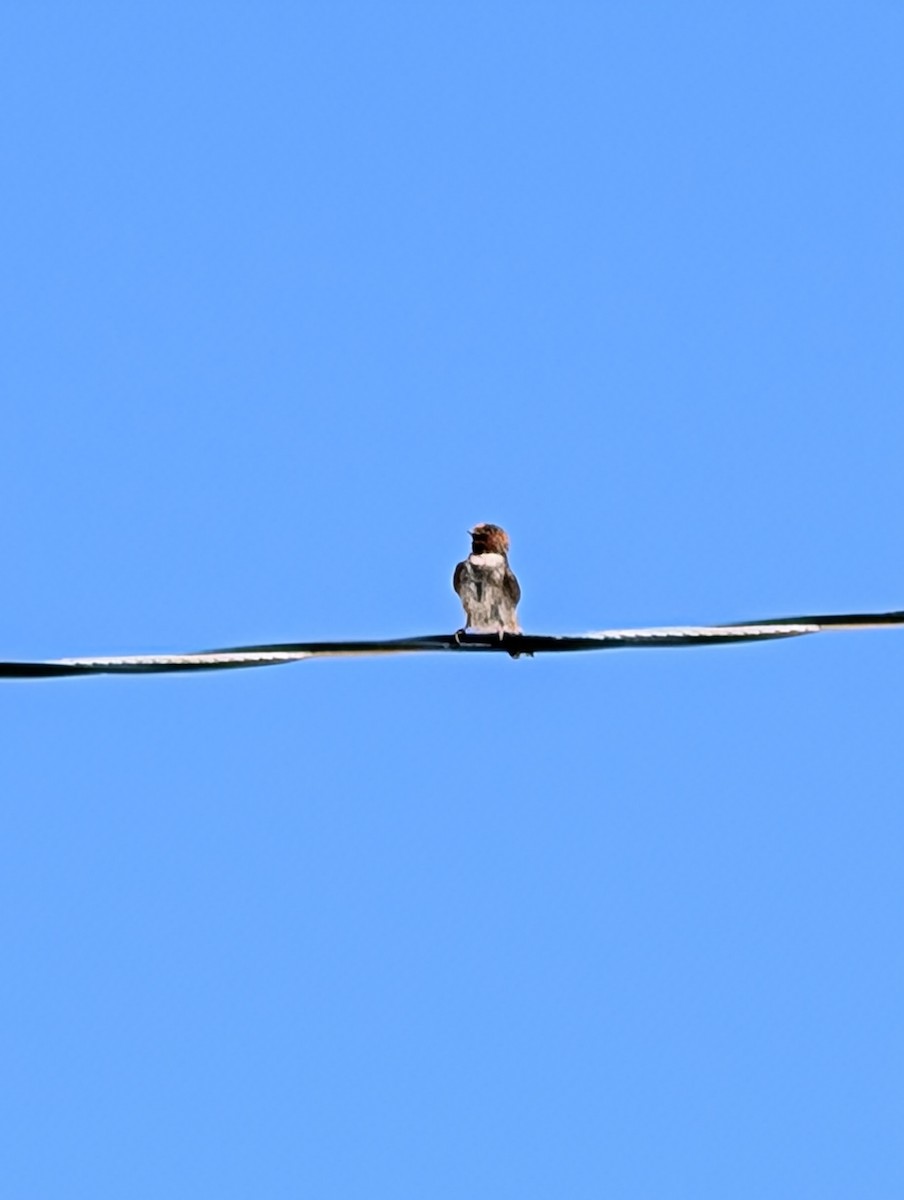 Cliff Swallow - ML637487983