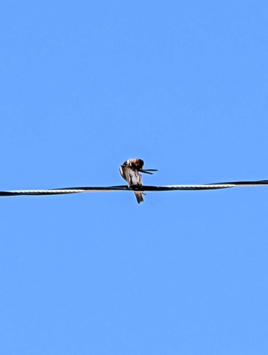 Cliff Swallow - ML637487985