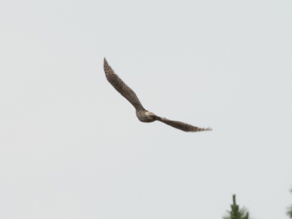 Eurasian Goshawk - ML637487989