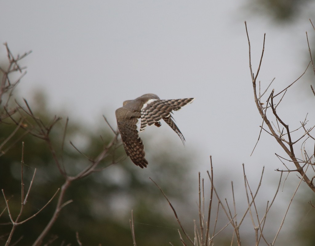 Gabar Goshawk - ML637488037