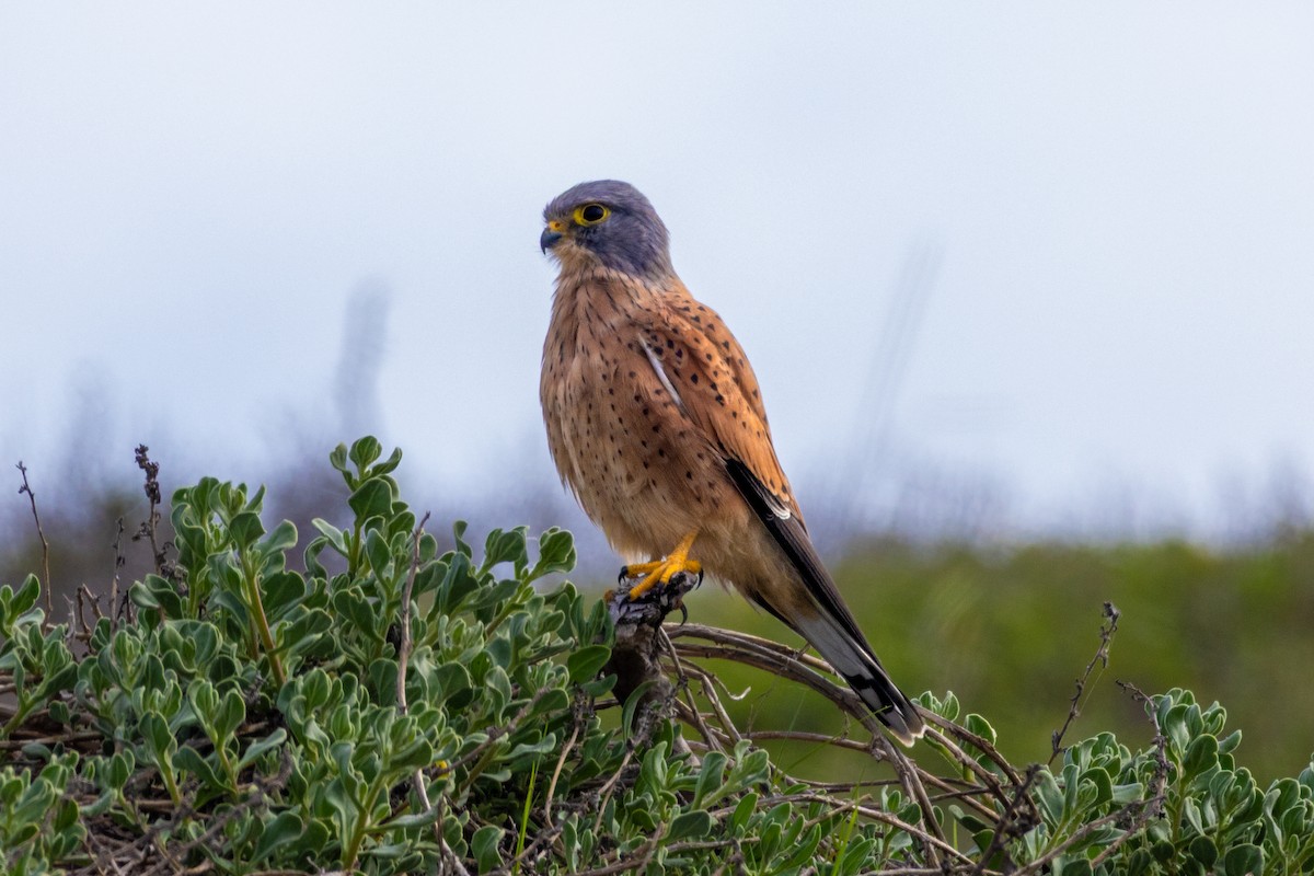 Rock Kestrel - ML637488052