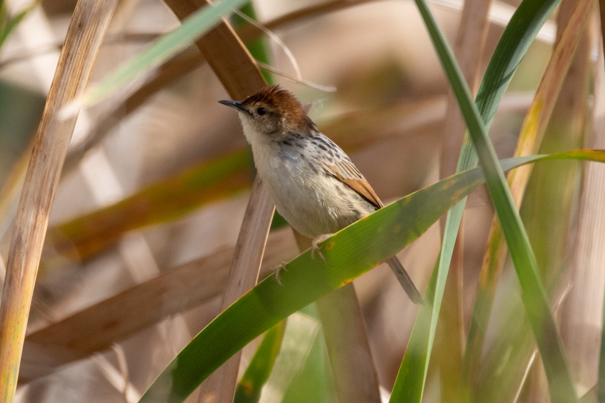 Levaillant's Cisticola - ML637488079