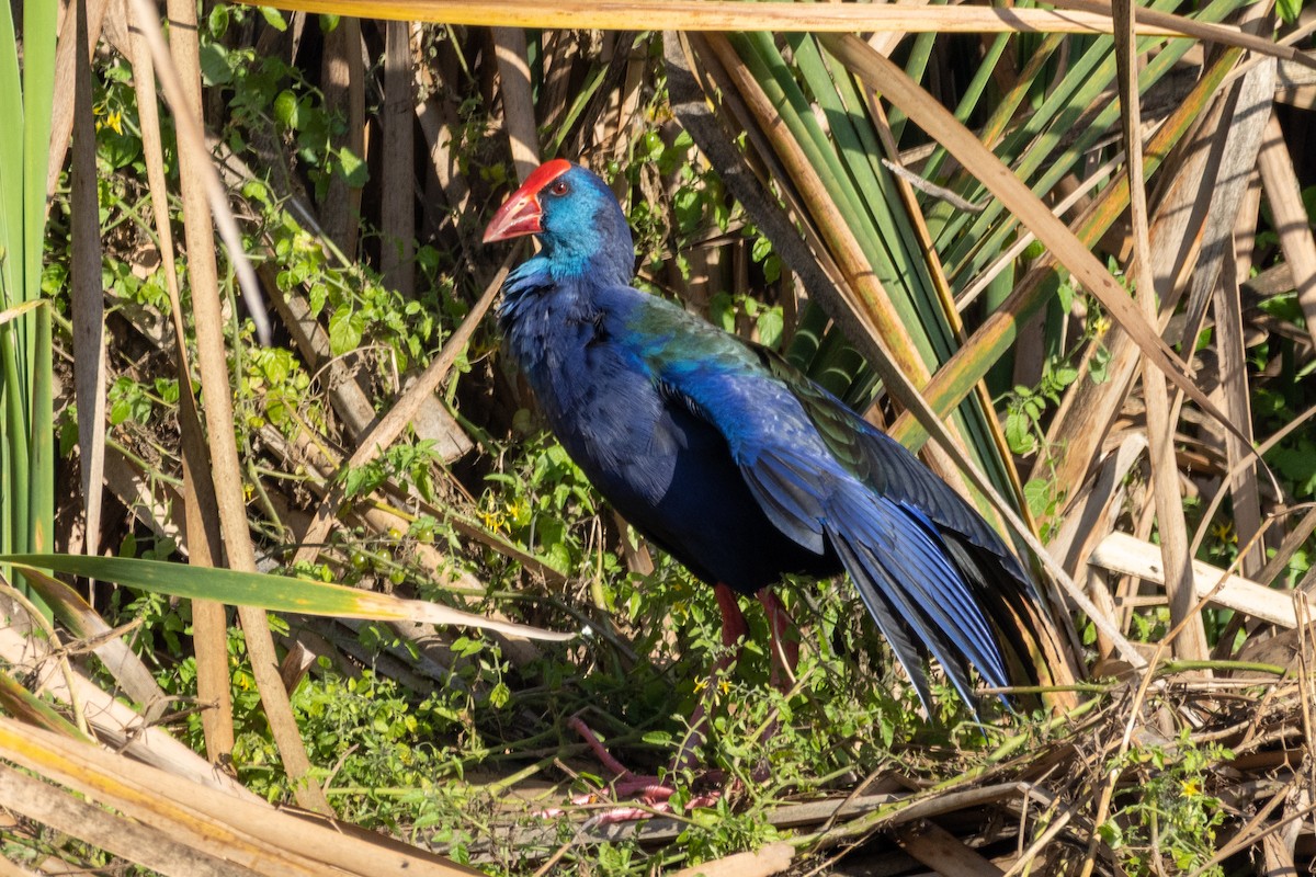 African Swamphen - ML637488086