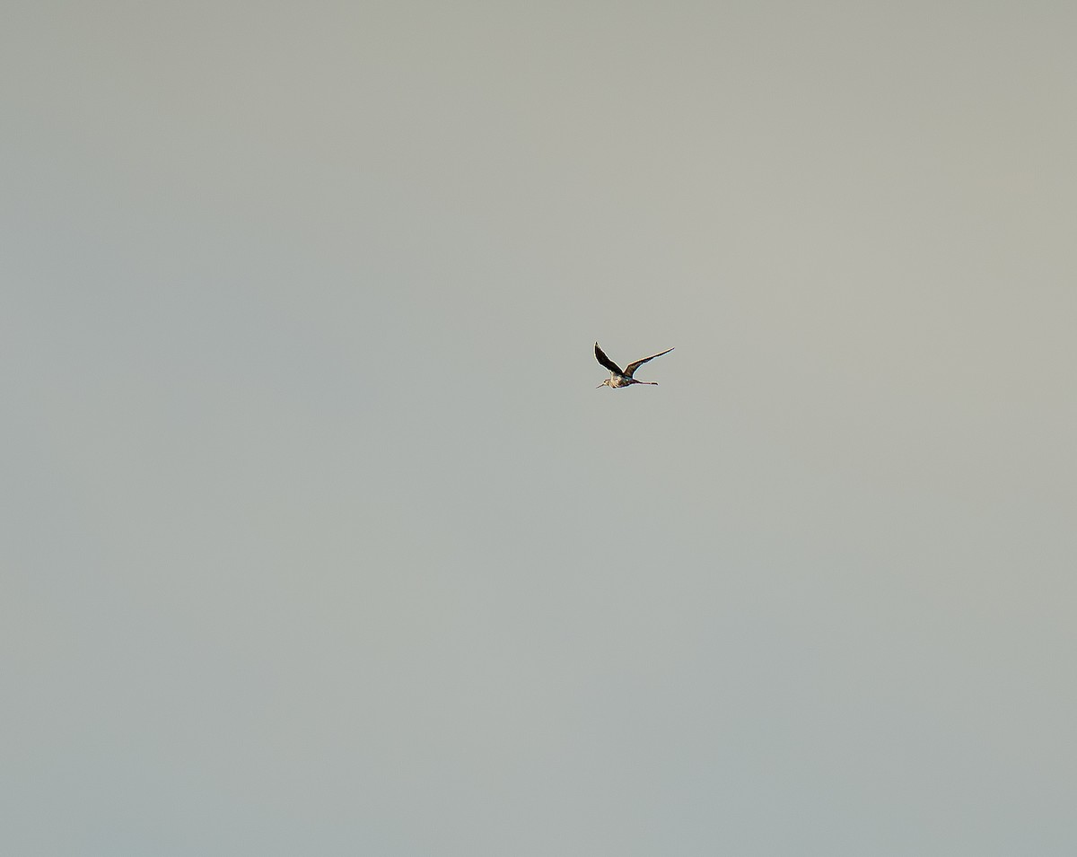 Black-winged Stilt - ML637488091