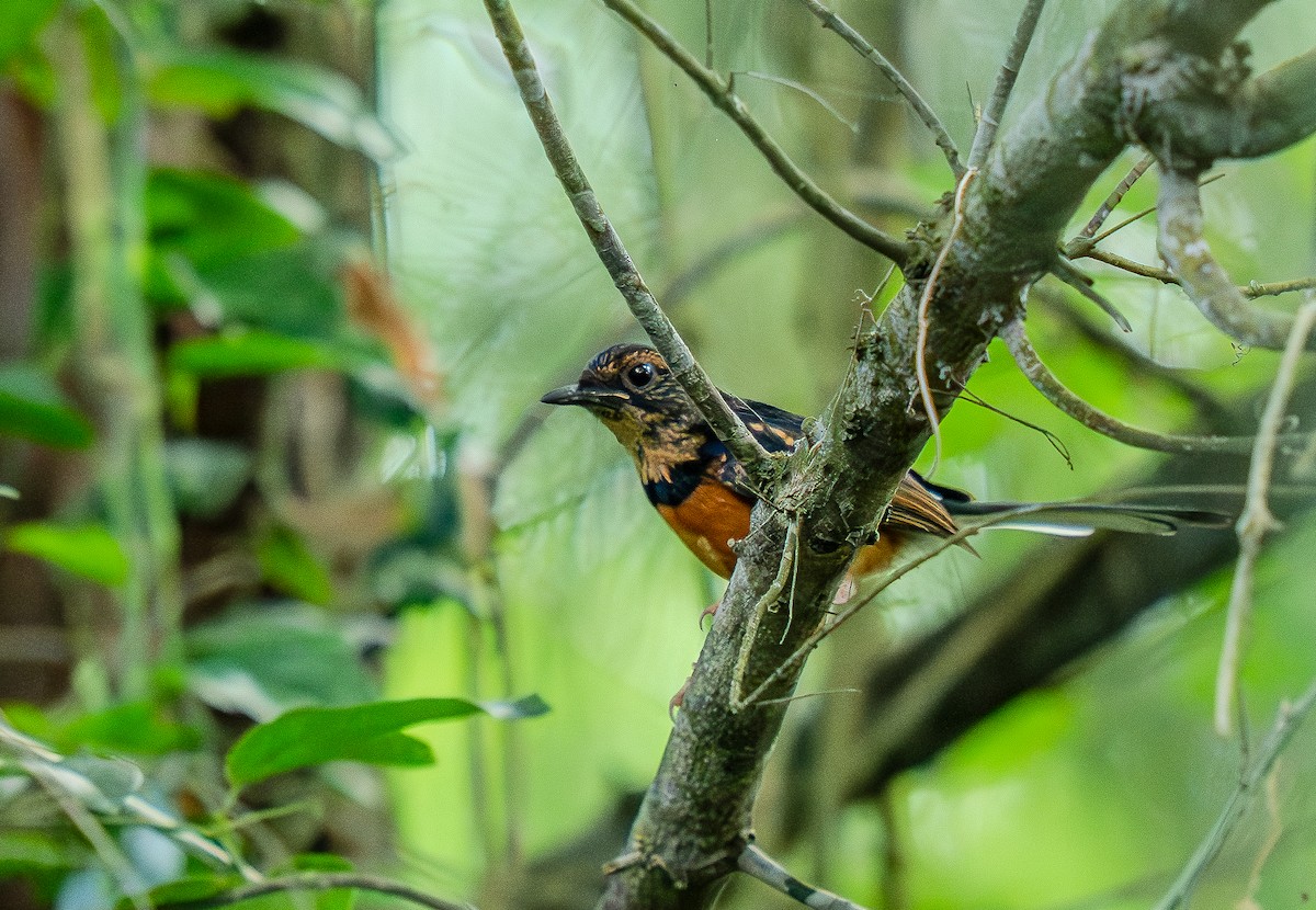 White-rumped Shama - ML637488095