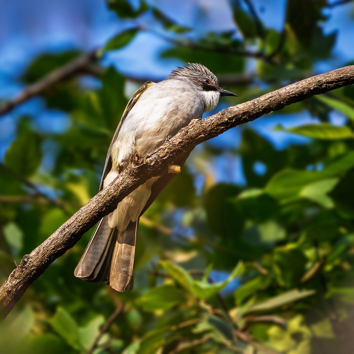 Ashy Bulbul - ML637488117