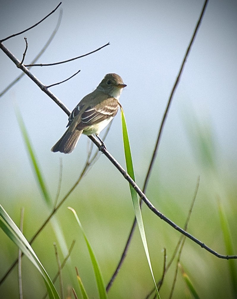 メジロハエトリ - ML637488144