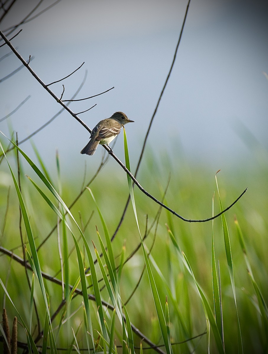 メジロハエトリ - ML637488145