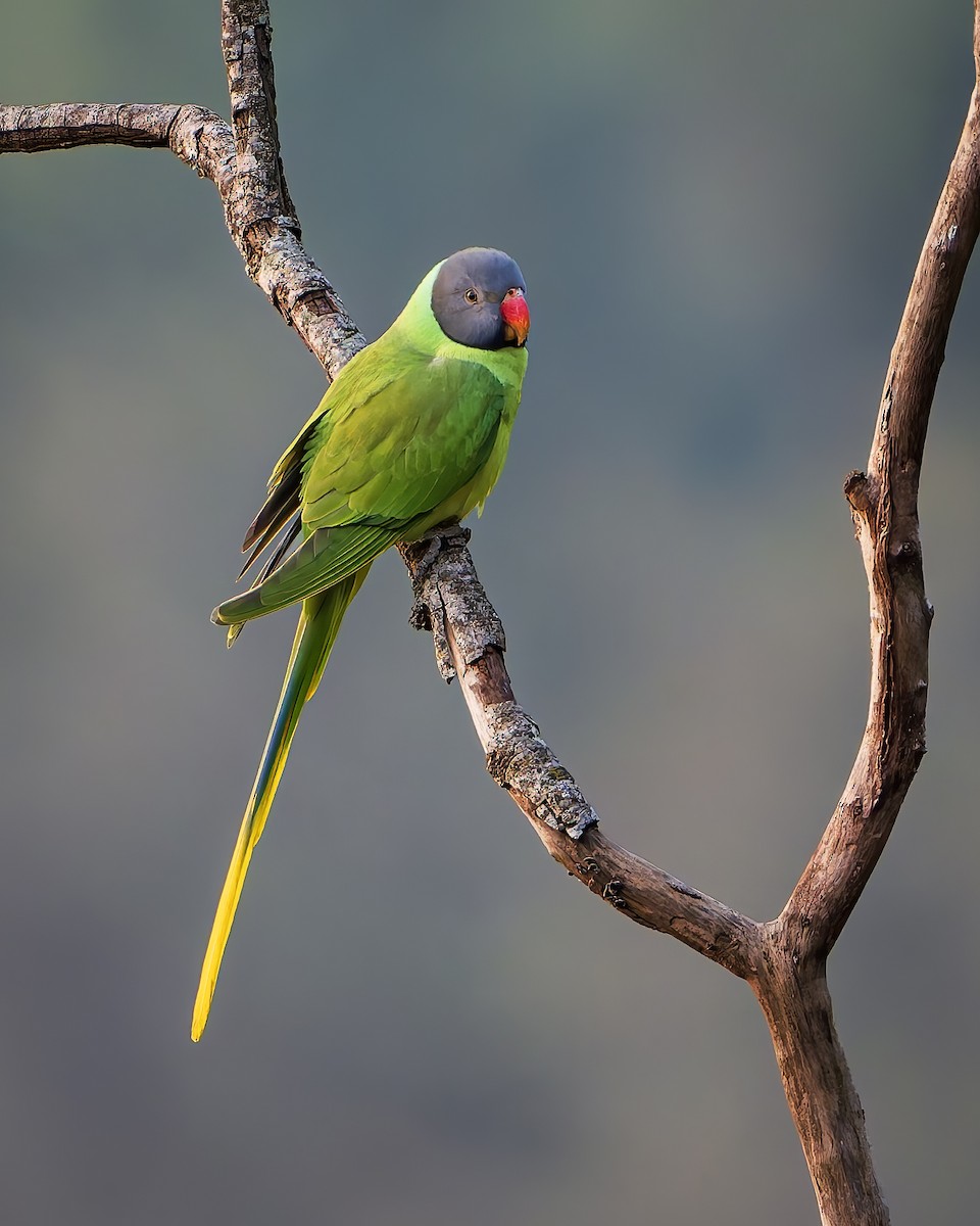 Slaty-headed Parakeet - ML637488147