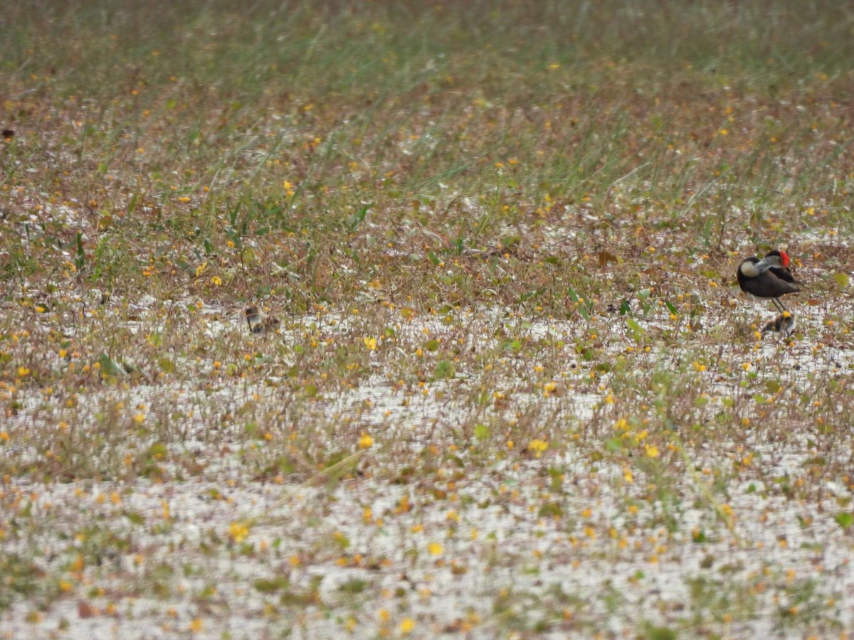 Comb-crested Jacana - ML637488161
