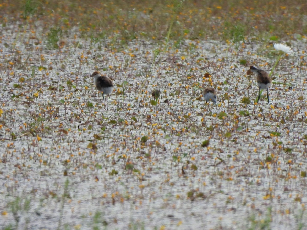 Comb-crested Jacana - ML637488171