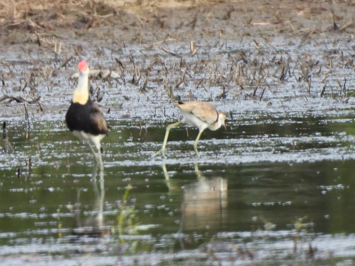 Comb-crested Jacana - ML637488188