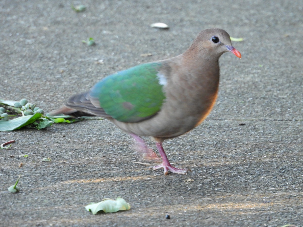 Pacific Emerald Dove - ML637488225