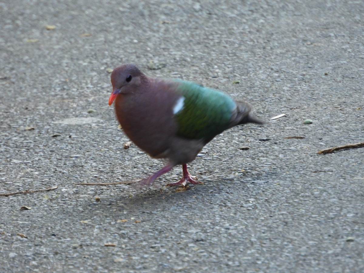 Pacific Emerald Dove - ML637488231