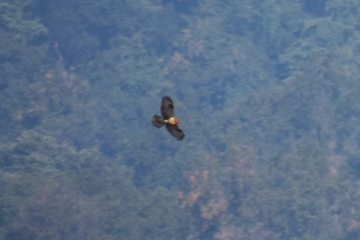 Long-legged Buzzard - ML637488232