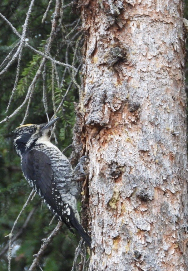 American Three-toed Woodpecker (Northwest) - ML637488243