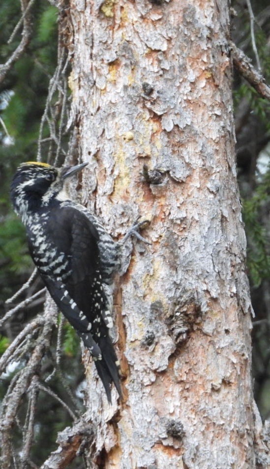 American Three-toed Woodpecker (Northwest) - ML637488244