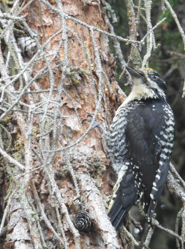 American Three-toed Woodpecker (Northwest) - ML637488245