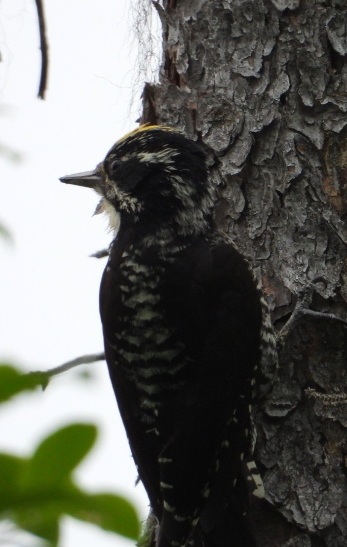 American Three-toed Woodpecker (Northwest) - ML637488246