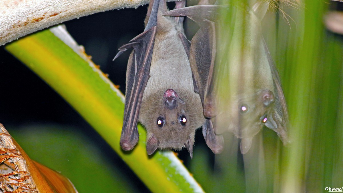Egyptian Rousette - Ozgun Sozuer