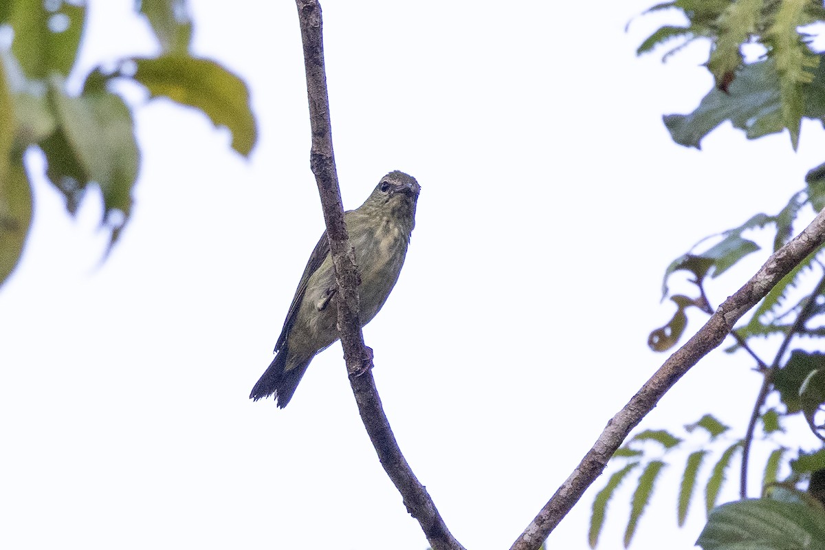 Red-legged Honeycreeper - ML637488324