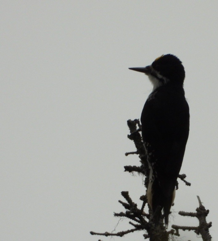 Black-backed Woodpecker - ML637488327