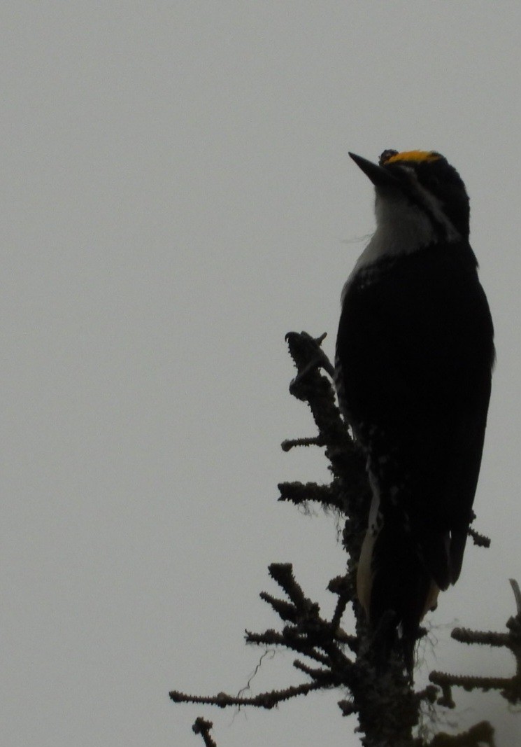 Black-backed Woodpecker - ML637488328