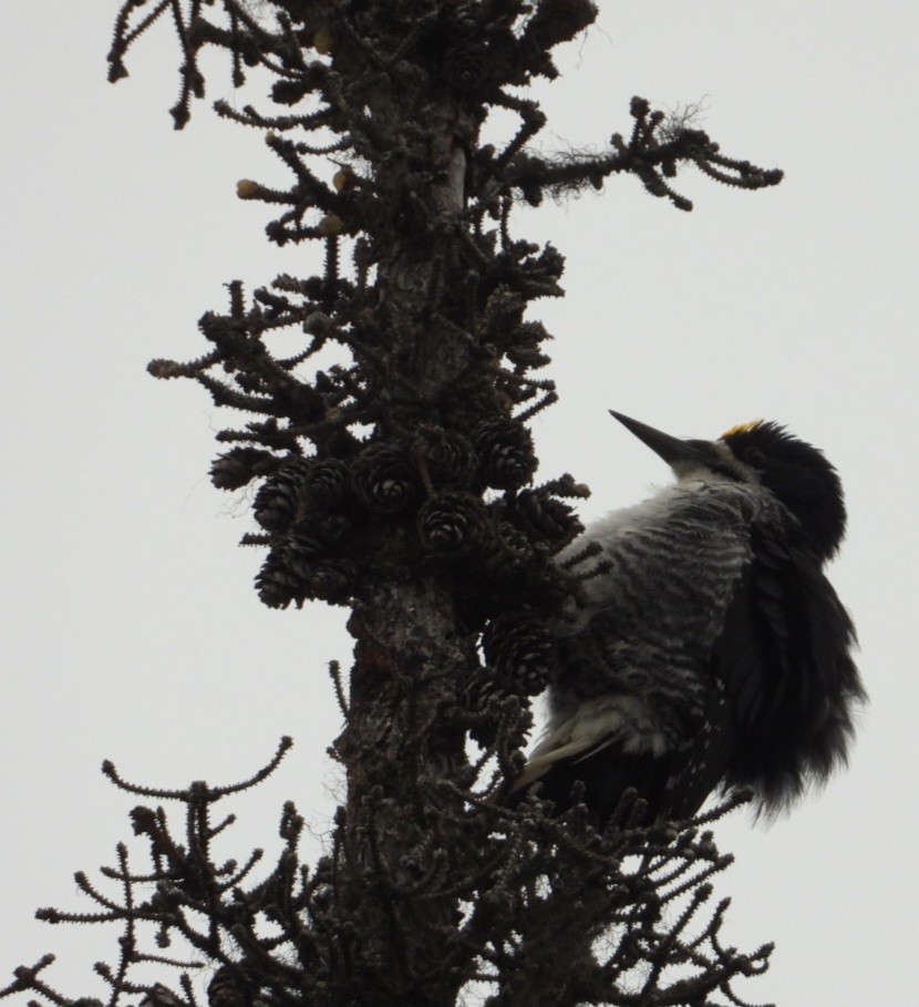Black-backed Woodpecker - ML637488330