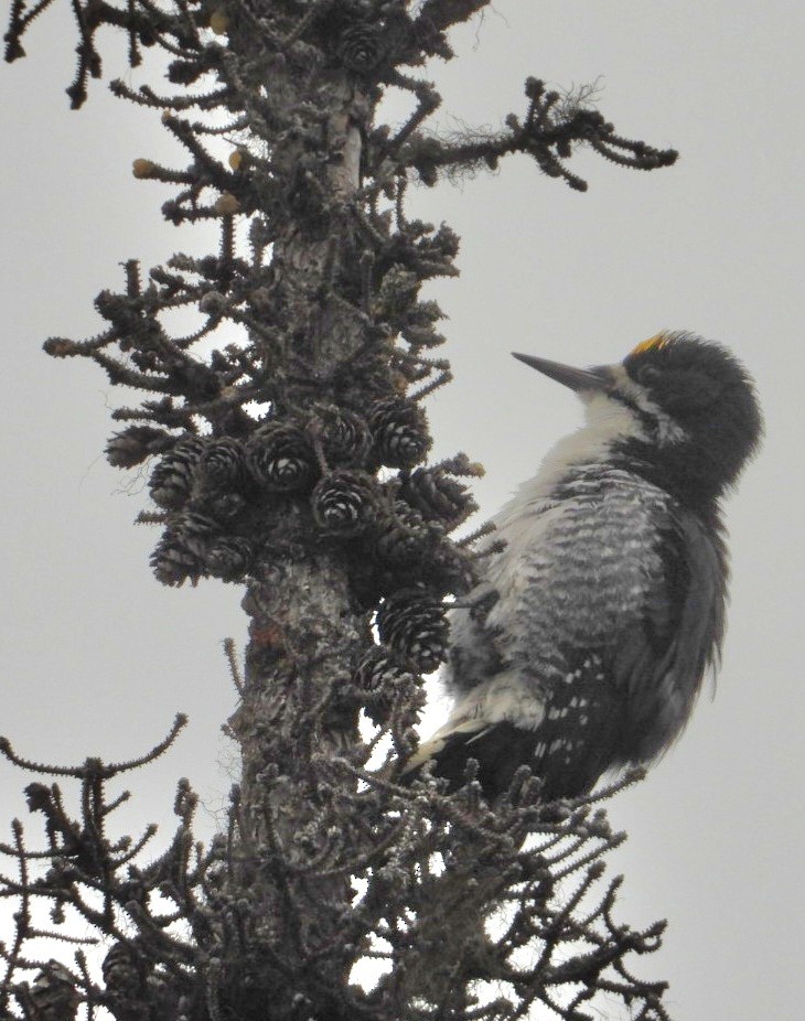 Black-backed Woodpecker - ML637488331