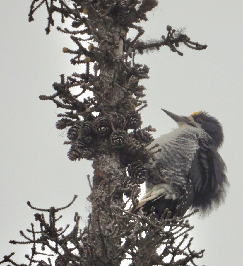 Black-backed Woodpecker - ML637488332