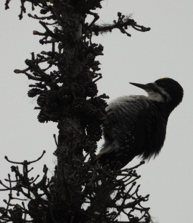 Black-backed Woodpecker - ML637488333