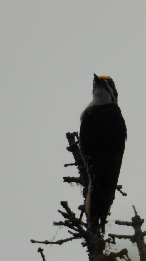 Black-backed Woodpecker - ML637488334