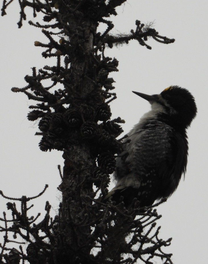 Black-backed Woodpecker - ML637488336