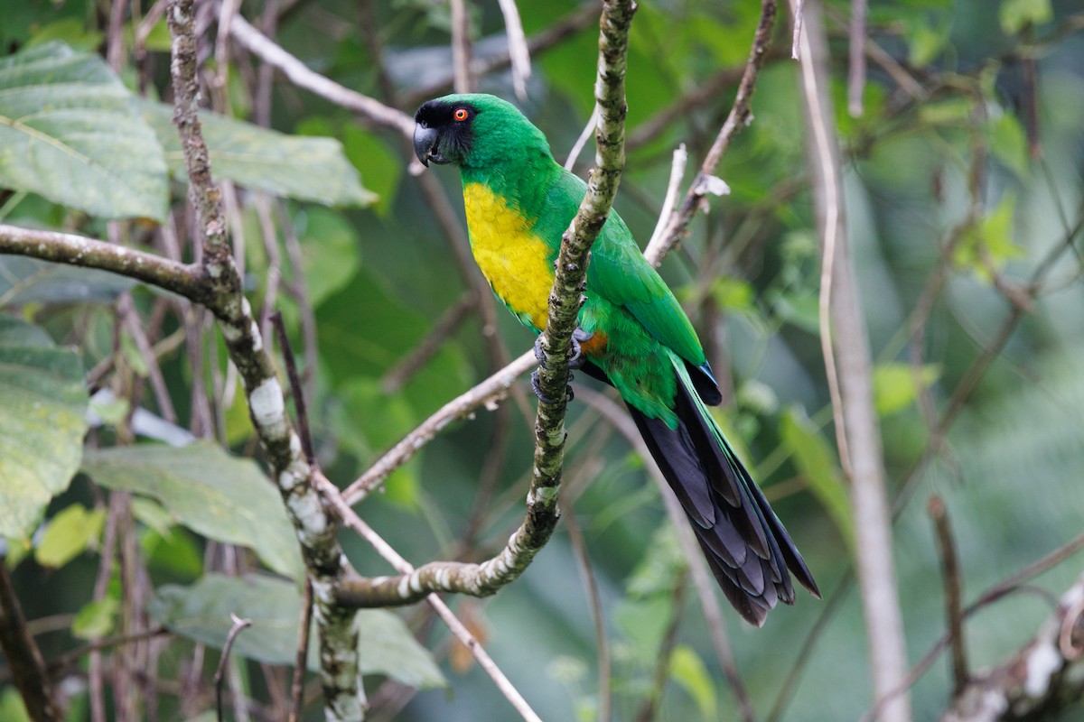 Masked Shining-Parrot - ML637488368