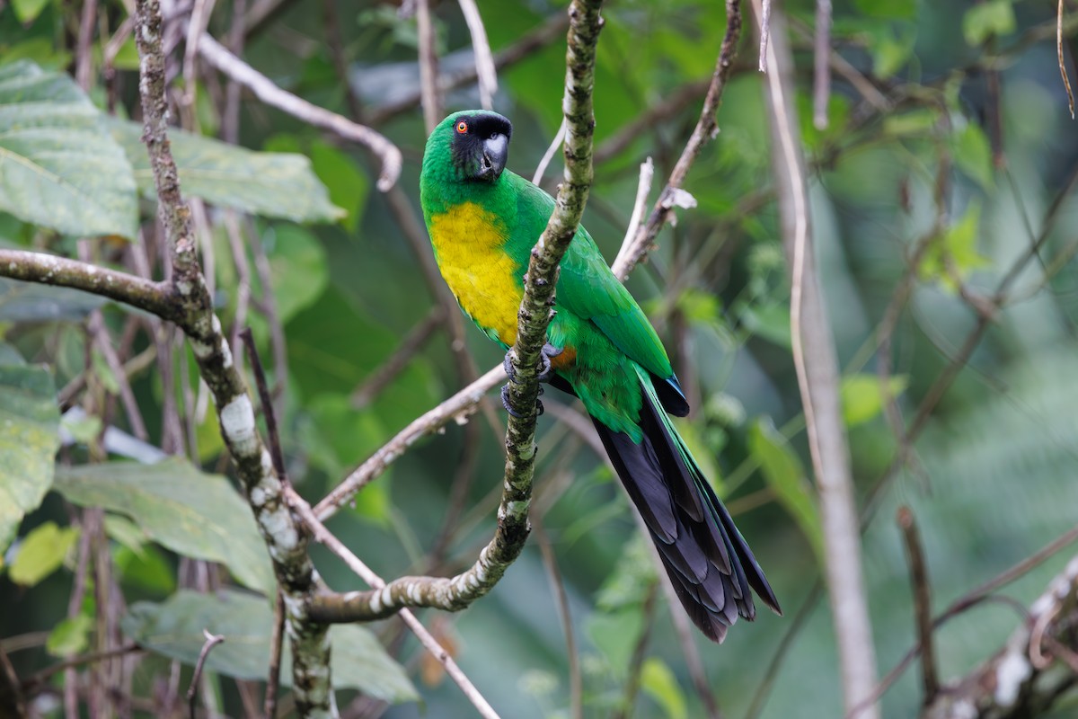 Masked Shining-Parrot - ML637488372