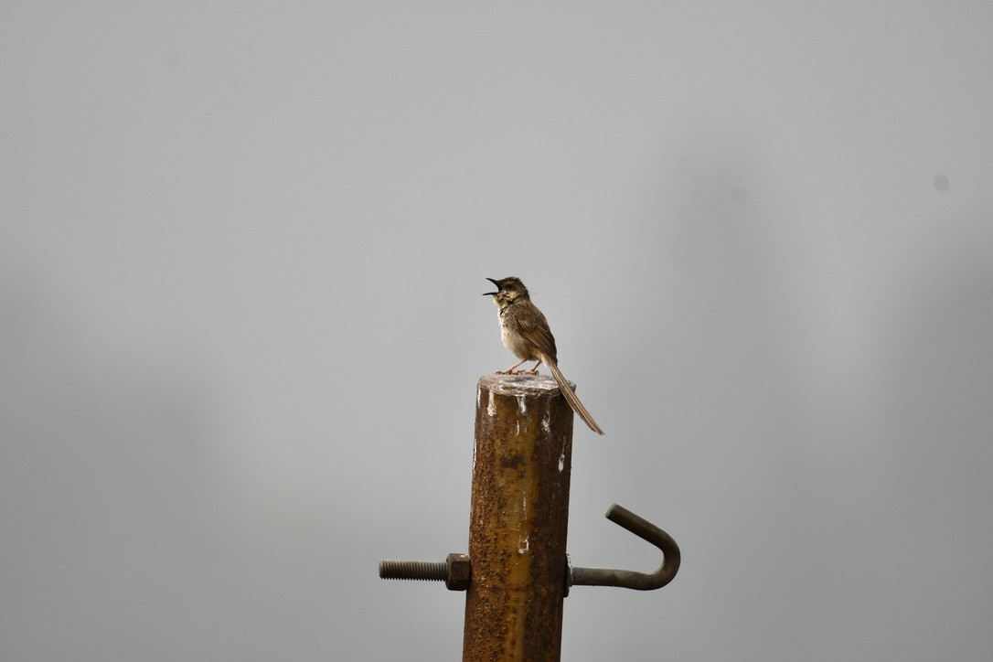 Himalayan Prinia - ML637488377