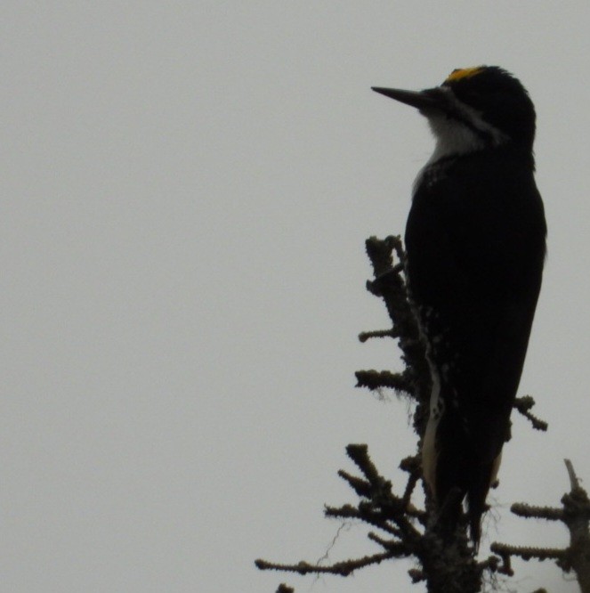 Black-backed Woodpecker - ML637488472