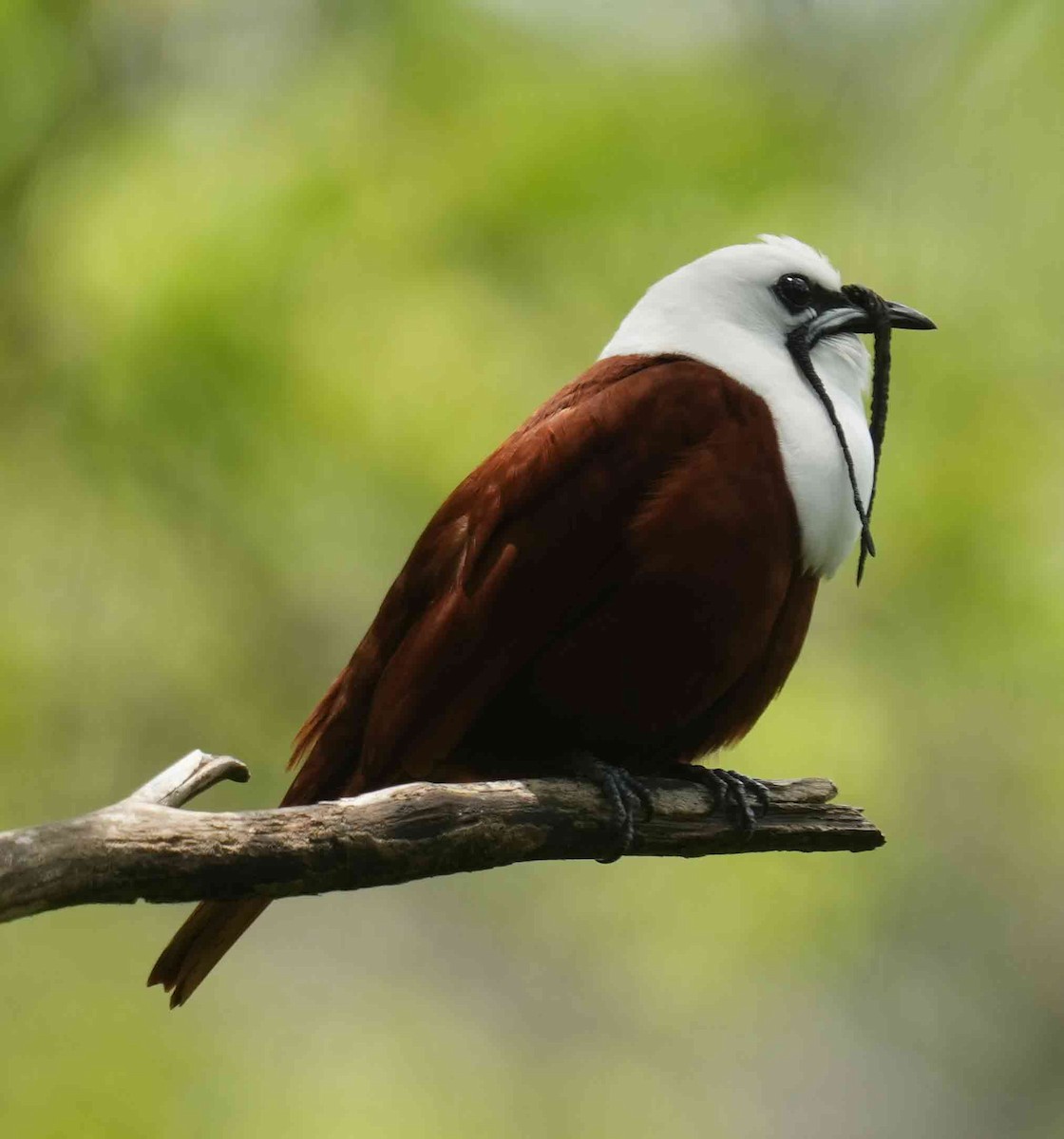 Three-wattled Bellbird - ML637488475